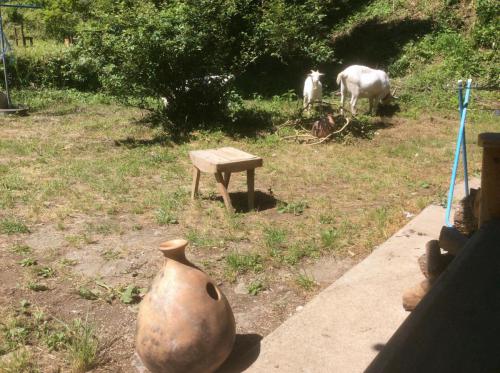 52300335_310561933142170_8020826965441249280_n